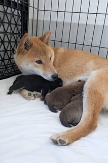 Available Now Pedigree Shiba Inu Puppies