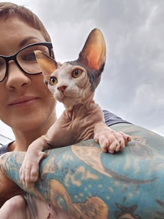 Available Now Sphynx Female Tortie