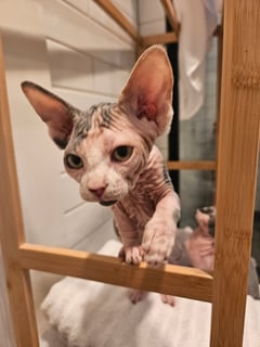 Available Now Sphynx Male and Female Available Now Sphynx Male and Female