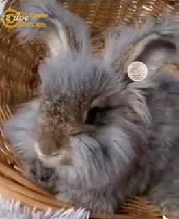 Available Now One left very cute Purebred English Angora fluffy baby bunnies rabbits 