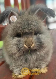 Available Now 2 very cute Purebred English Angora fluffy baby bunnies rabbits Available Now 2 very cute Purebred English Angora fluffy baby bunnies rabbits