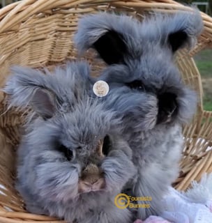 Available Now 2 very cute Purebred English Angora fluffy baby bunnies rabbits 