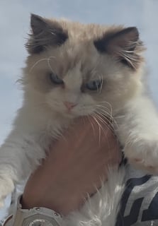 Available Now 2 x Female Pedigree Ragdolls AVAILABLE NOW