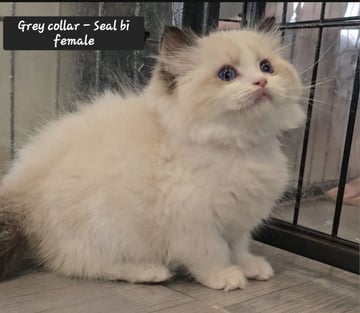 Available Now 2 x Female Pedigree Ragdolls AVAILABLE NOW