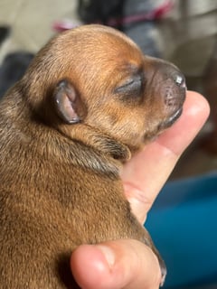 Available Soon Pure Stafford Red female