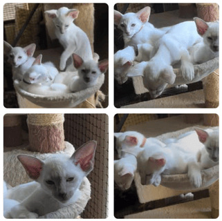 Available Soon Siamese Kittens - boy and girl available 
