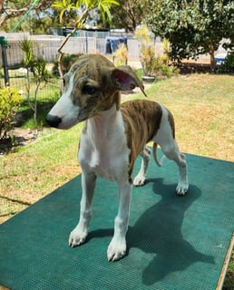 Available Now Whippet Puppy Boy Available