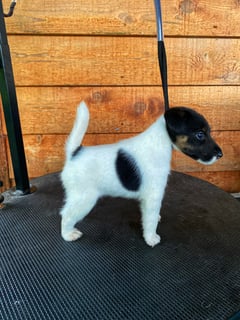 Available Soon Smooth Fox Terrier Puppies Due in May Available Soon Smooth Fox Terrier Puppies Due in May