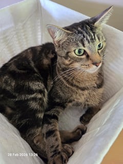 For Adoption Emmett - Looking for Love