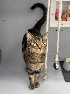 For Adoption Emmett - Looking for Love For Adoption Emmett - Looking for Love