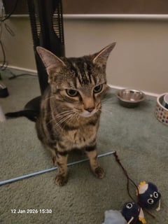 For Adoption Emmett - Looking for Love