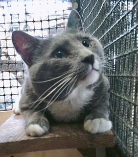 For Adoption Dorian - Chatty Snuggler 