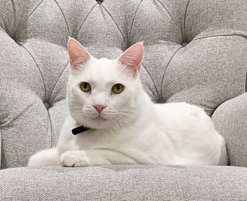 For Adoption Barfi - Distinguished Gentleman 