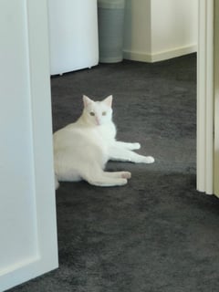 For Adoption Barfi - Distinguished Gentleman 