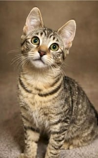 For Adoption Tobias Torrens - Tabby Gentleman