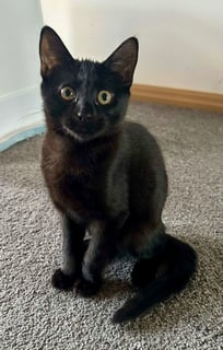 For Adoption Tatiana Torrens - The Sweetest Void