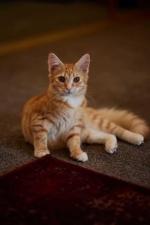 For Adoption Tilly Torrens - Pick of the Litter