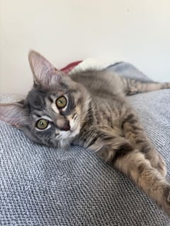 For Adoption Vinnie Moo - Just Magnificent For Adoption Vinnie Moo - Just Magnificent