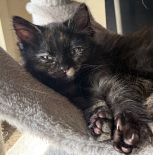 For Adoption Mia Moo - Small but Mighty For Adoption Mia Moo - Small but Mighty