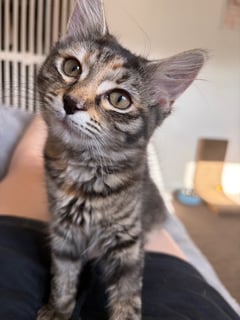 For Adoption Francesca Moo - Snuggle Bug For Adoption Francesca Moo - Snuggle Bug