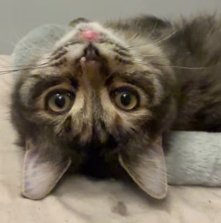For Adoption Francesca Moo - Snuggle Bug For Adoption Francesca Moo - Snuggle Bug