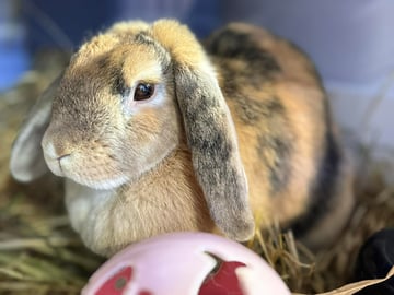 For Adoption Cherry Blossom 