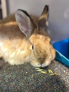 For Adoption Dubloon - Male Cashmere Lop