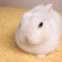 For Adoption James - Netherland Dwarf For Adoption James - Netherland Dwarf