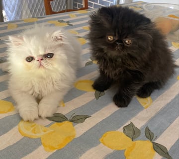 Available Soon Persian Kittens
