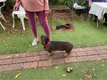 For Adoption Dachshund Wirehair