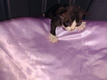 For Adoption Devon Rex kitten 