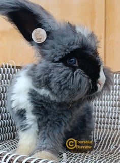 Available Now Beautiful Purebred English Angora baby rabbits bunnies 