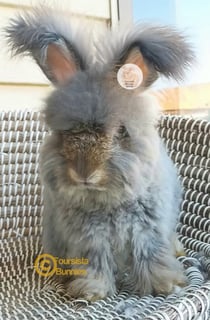 Available Now Purebred English Angora baby rabbits bunnies 