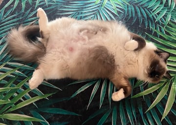 Available Soon Ragdoll kittens 