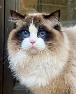 Available Soon Ragdoll kittens 