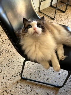 For Adoption Ragdoll male - almost 3 years old 