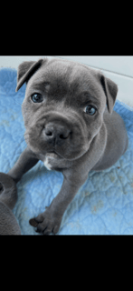 Available Now Staffordshire puppies