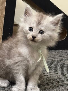 KeevaKatze Prue Available Soon KeevaKatze Prue - Maine Coon