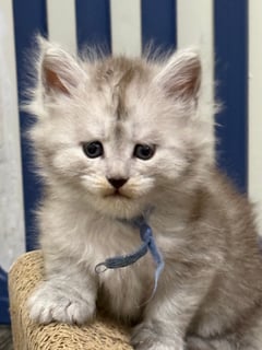 KeevaKatze Piper Available Soon KeevaKatze Piper - Maine Coon