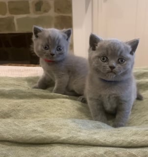 Available Now British Blue Shorthair Kitten