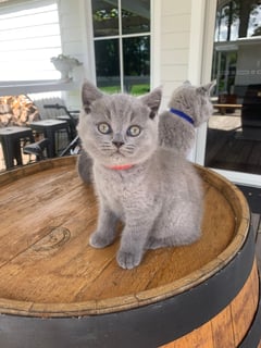 Available Now British Blue Shorthair Kitten