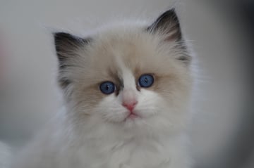 Available Soon Ragdoll Kittens