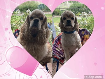 Available Soon American Cocker Spaniel Buff puppies