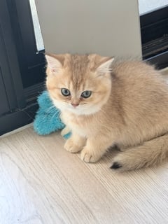 Available Now kitten Golden NY 11 available 