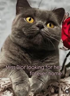 Miss Dior Available Now Miss Dior British shorthair Blue