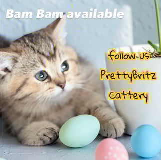 Available Now BamBam kitten Golden NY24  available 