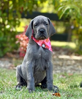 Available Now Great Dane Pup Female, registered breeder - European Bloodlines 