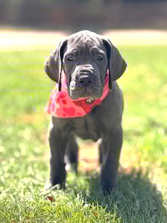 Available Now Great Dane Pup Female, registered breeder - European Bloodlines Available Now Great Dane Pup Female, registered breeder - European Bloodlines