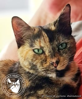 For Adoption Eagless and Weston