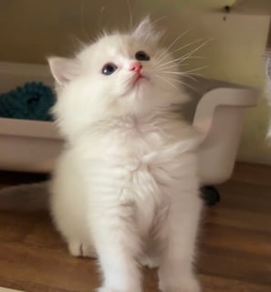 Available Now Blue Bi Color Tabby Ragdoll kitten  Available 